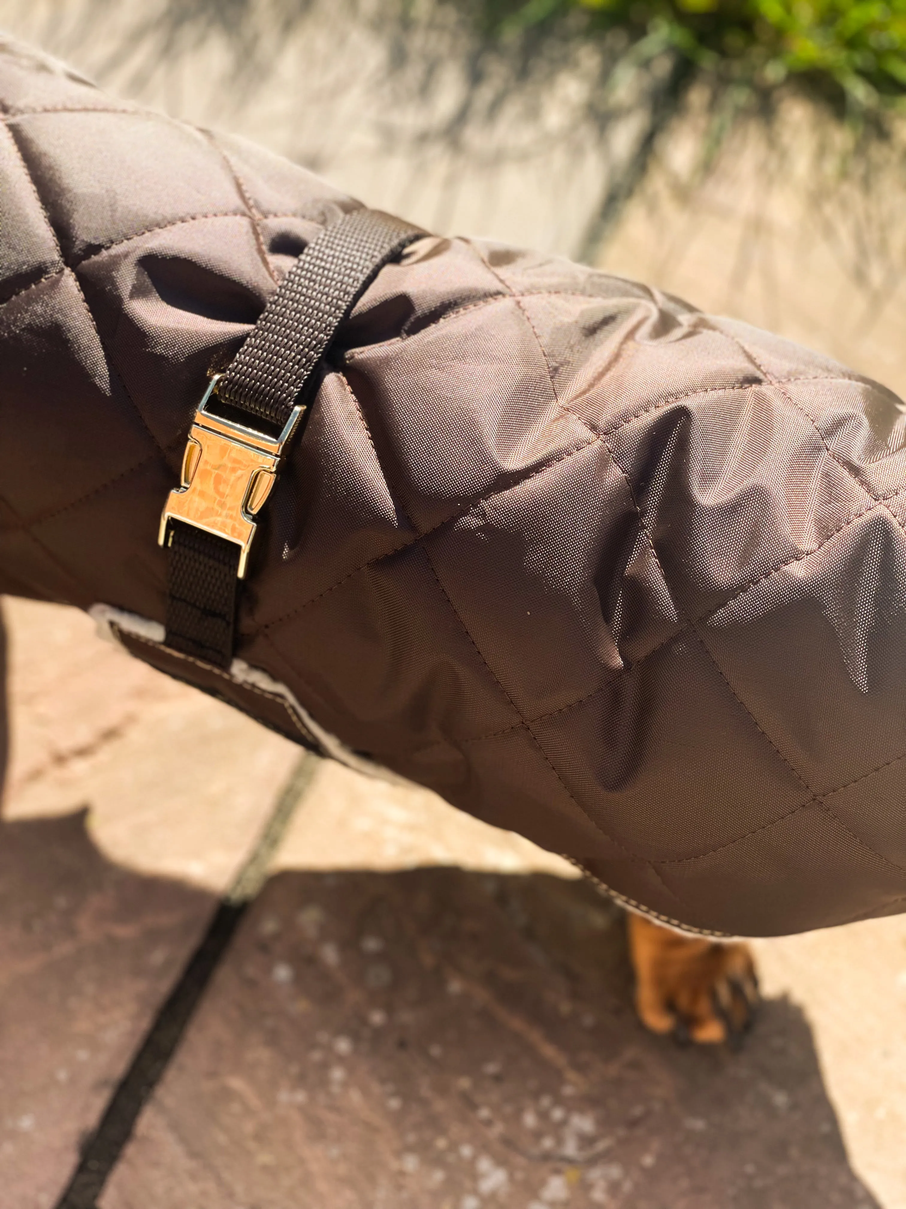 Dachshund Quilted Sherpa Dapper Coat