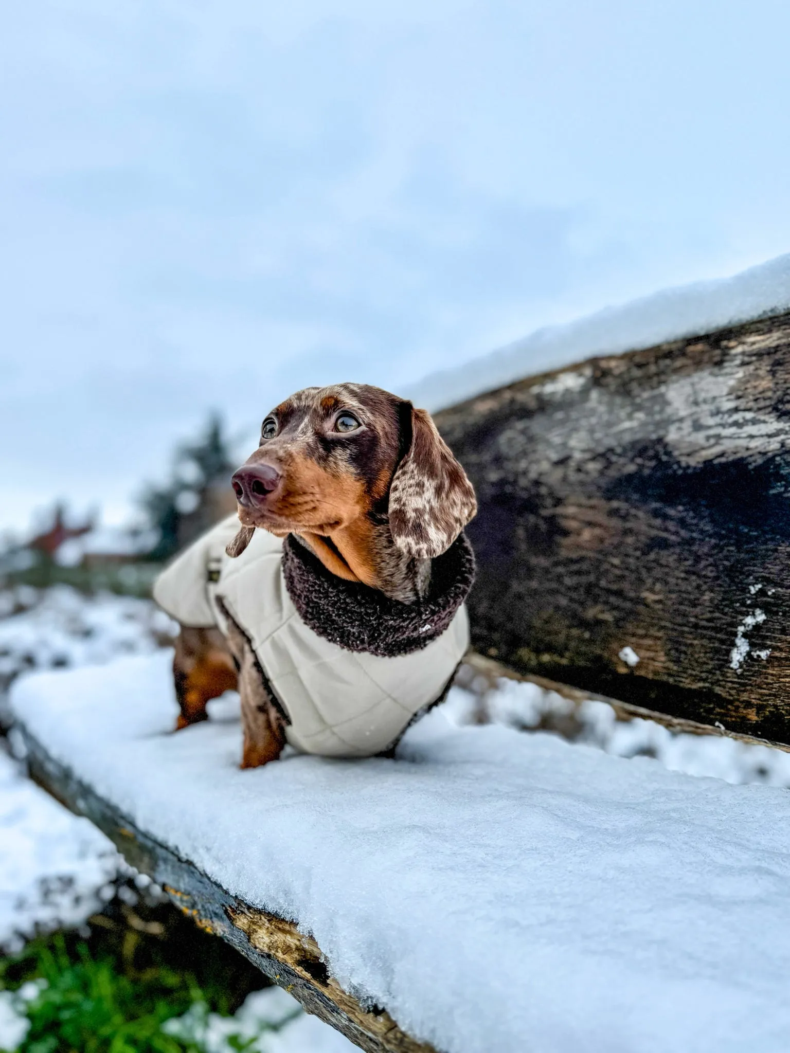 Dachshund Quilted Sherpa Dapper Coat