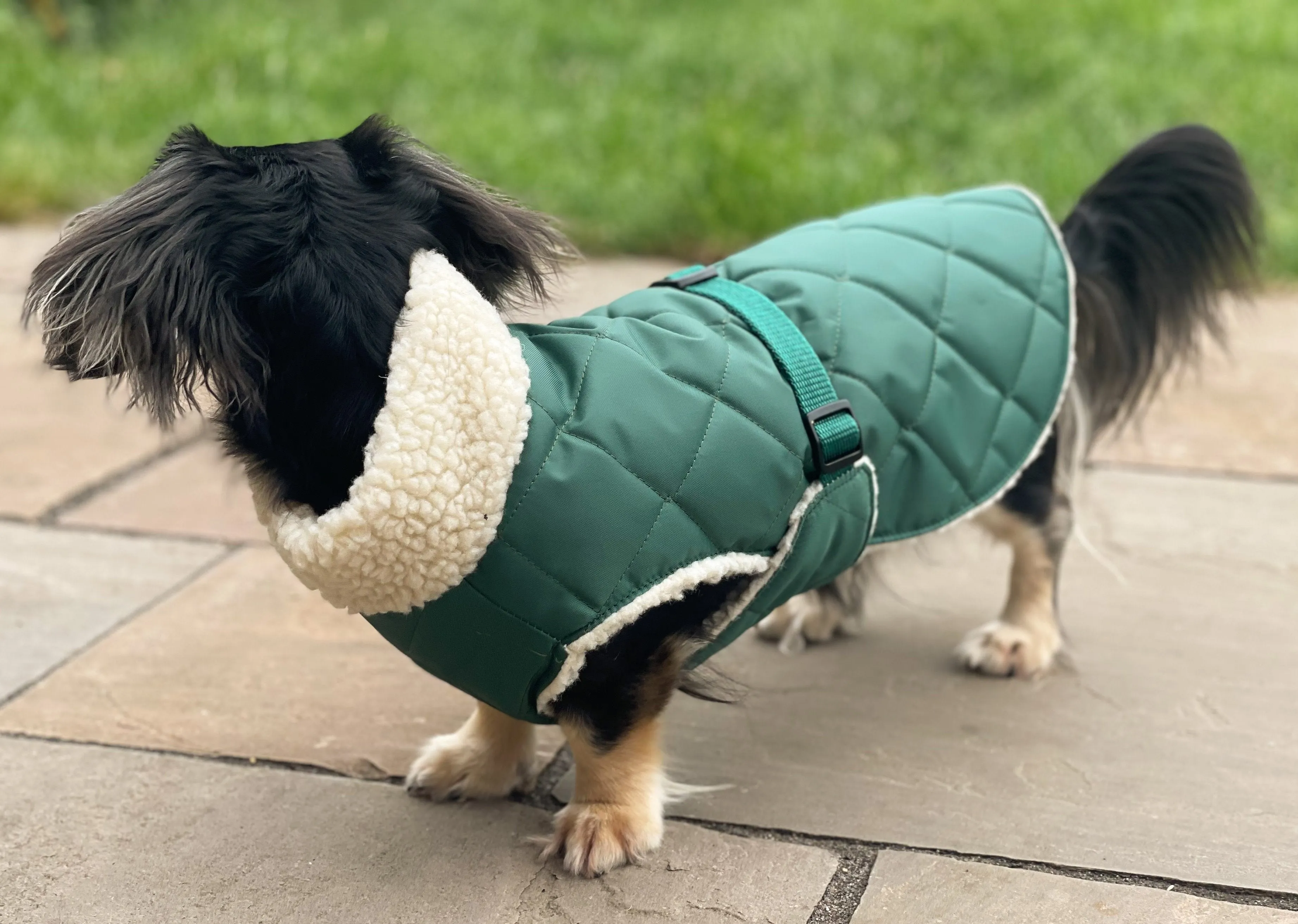 Dachshund Quilted Sherpa Dapper Coat