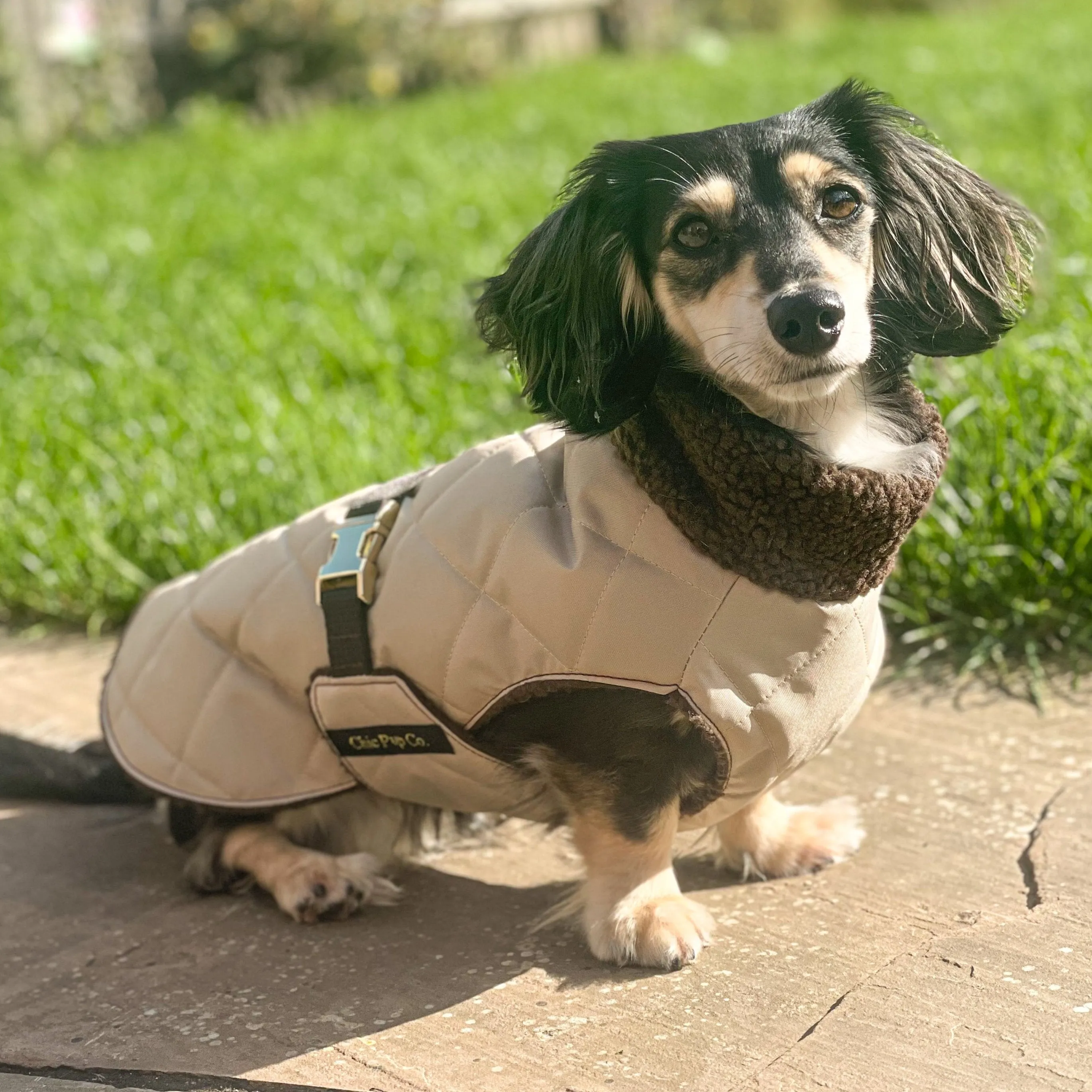 Dachshund Quilted Sherpa Dapper Coat