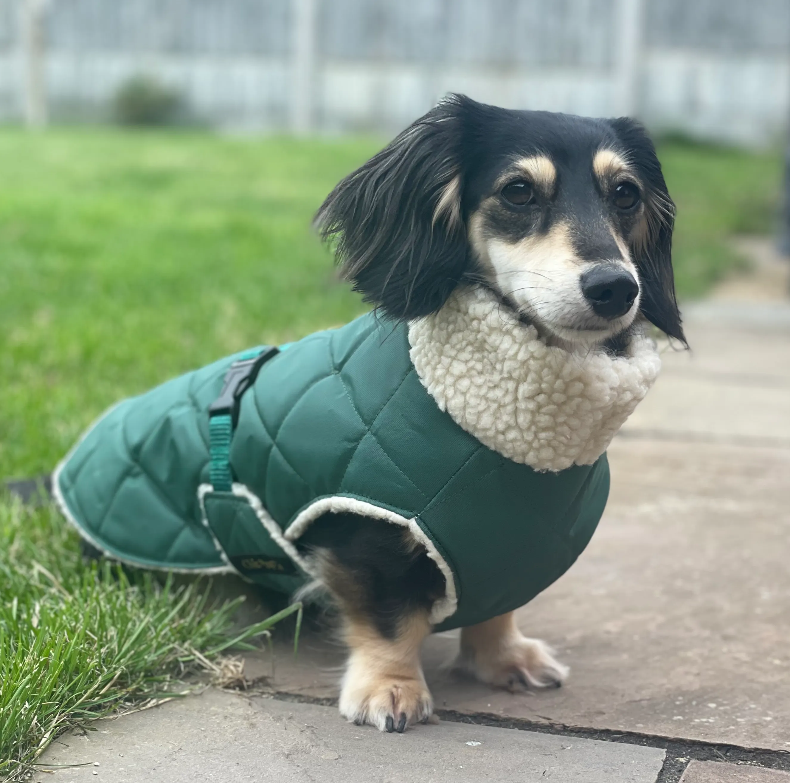 Dachshund Quilted Sherpa Dapper Coat