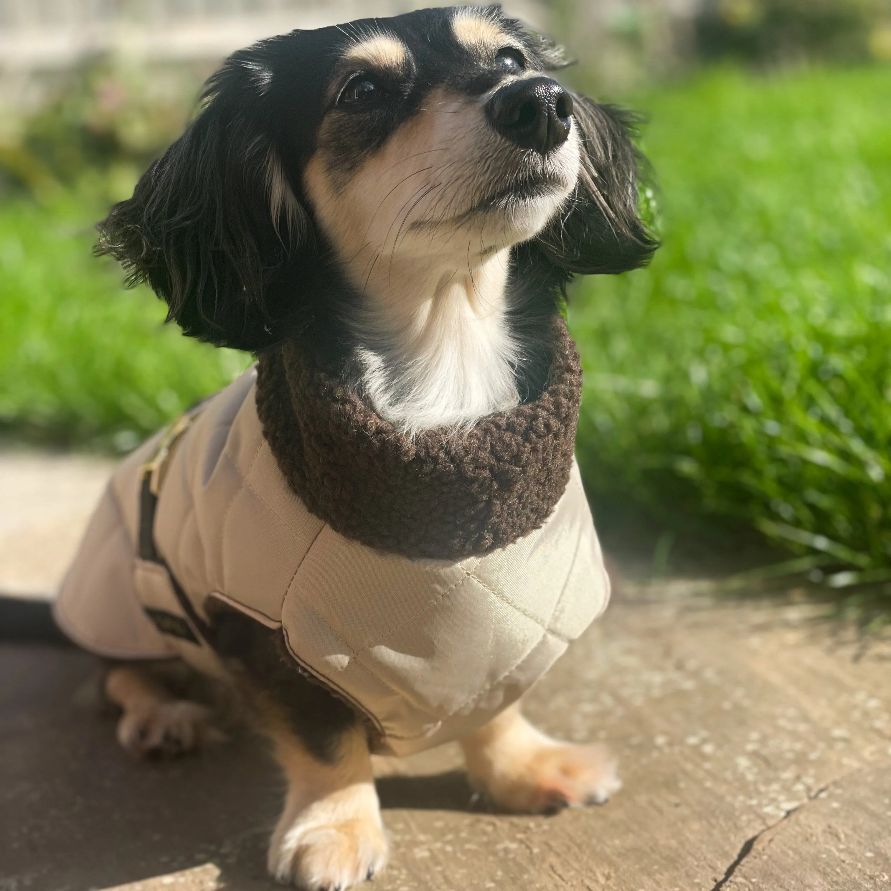 Dachshund Quilted Sherpa Dapper Coat