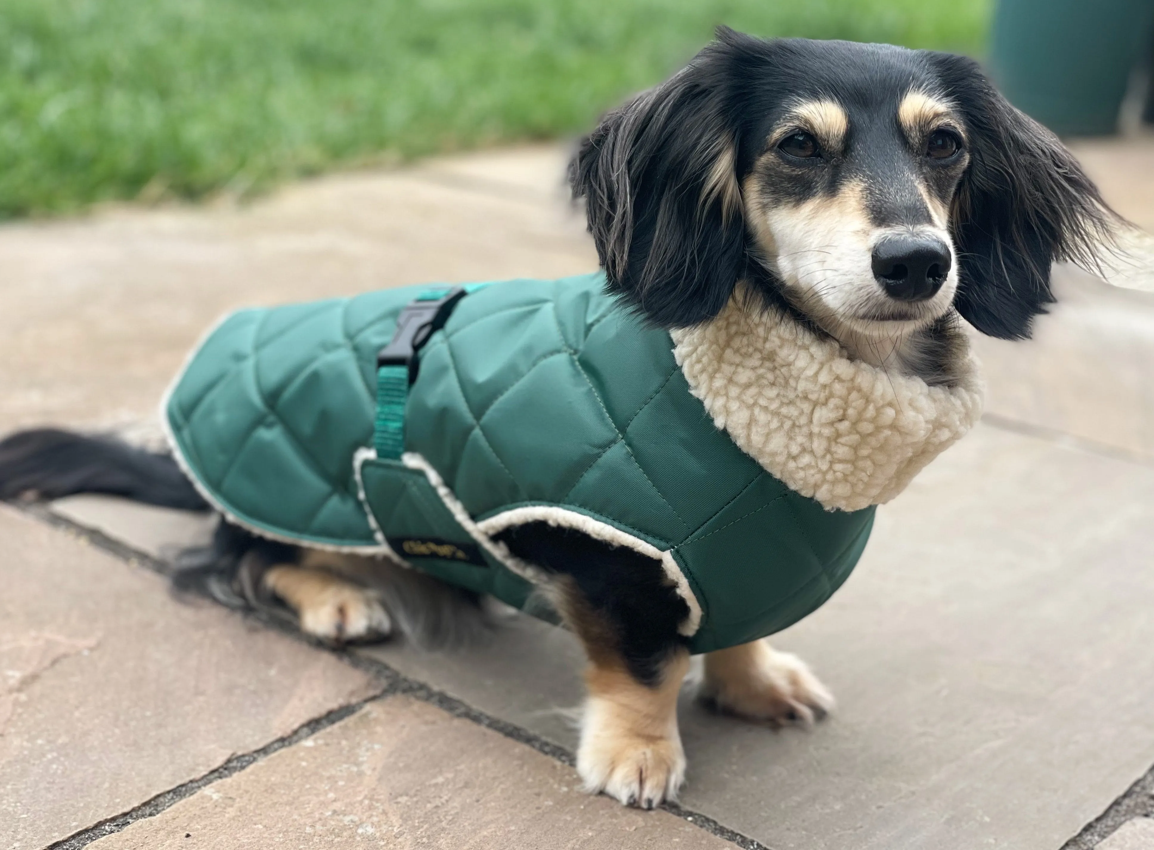 Dachshund Quilted Sherpa Dapper Coat