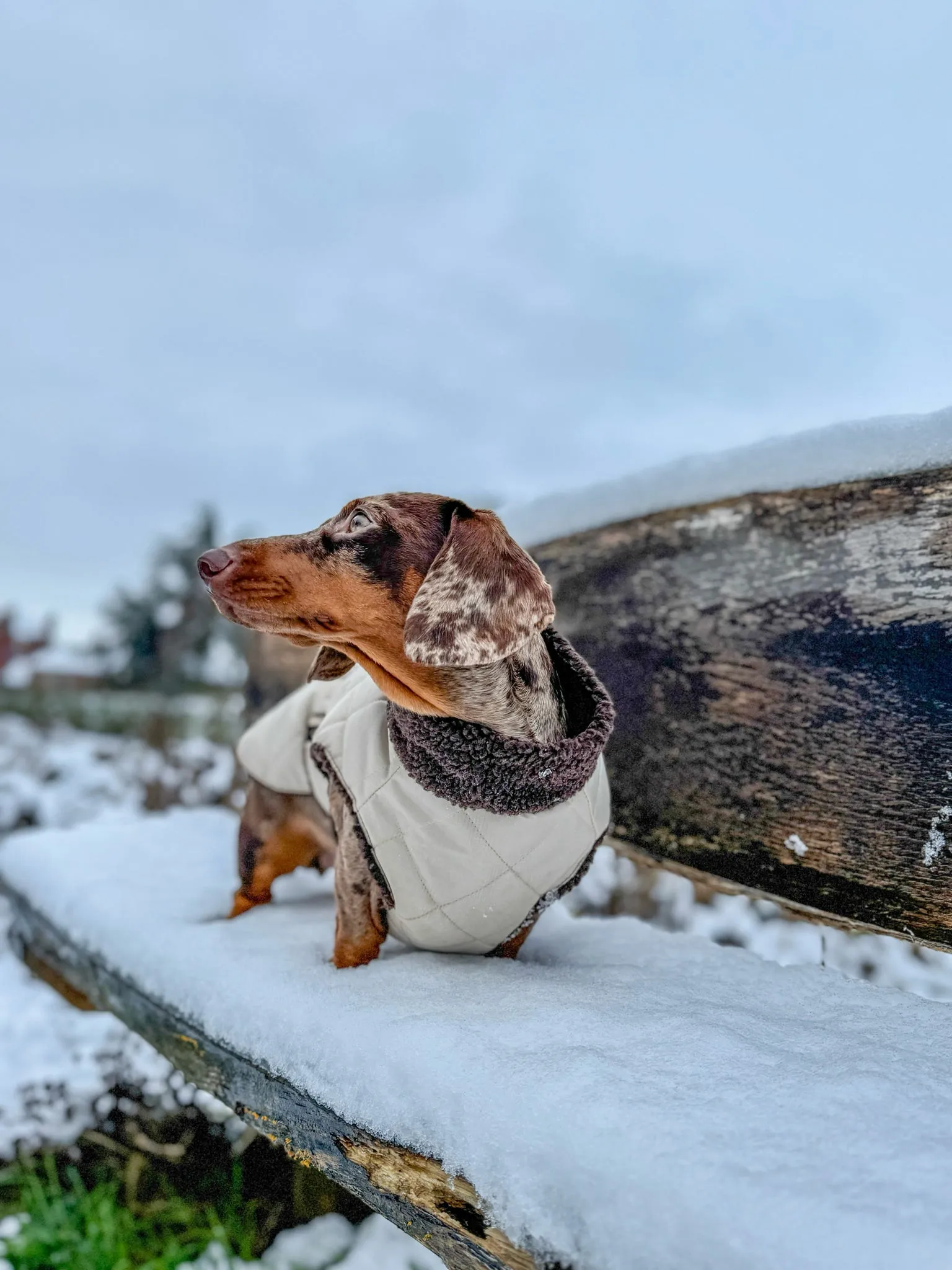 Dachshund Quilted Sherpa Dapper Coat